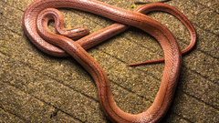 Oreocryptophis porphyraceus