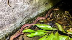 Oreocryptophis porphyraceus