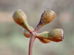 Eucalyptus gracilis