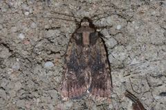 Proteuxoa nyctereutica