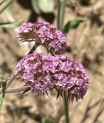 Chorizanthe douglasii