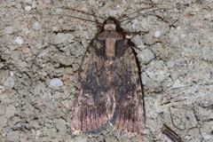 Proteuxoa nyctereutica