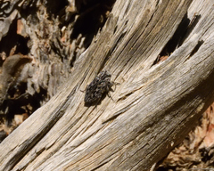 Chrysobothris woodgatei