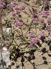 Chorizanthe douglasii
