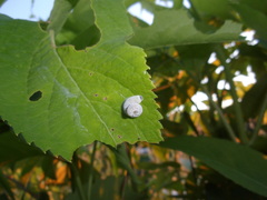 Macremphytus testaceus