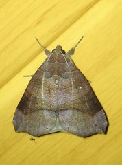 Bastilla hamatilis