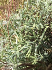 Lupinus brevicaulis