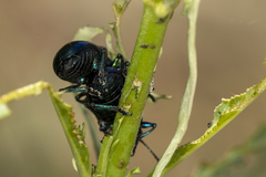 Chrysochus cobaltinus