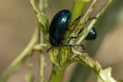 Chrysochus cobaltinus