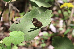 Abisara fylla
