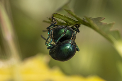 Chrysochus cobaltinus