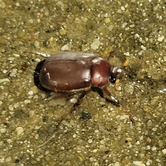 Phyllophaga crassissima