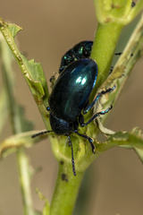 Chrysochus cobaltinus