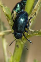 Chrysochus cobaltinus