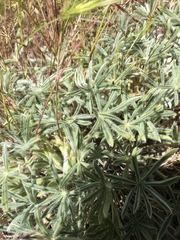 Lupinus brevicaulis