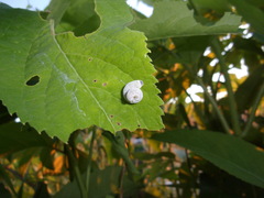 Macremphytus testaceus