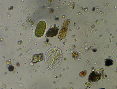 Spirotrichea