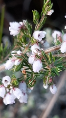 Erica parviflora