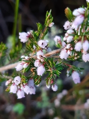 Erica parviflora