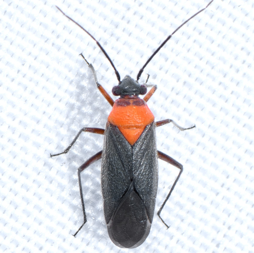 Aoplonema nigrum