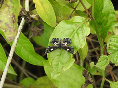 Calydna sturnula