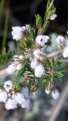 Erica parviflora