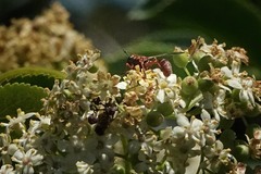 Physocephala marginata