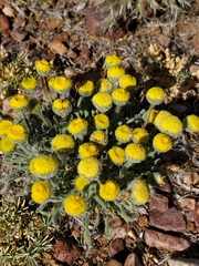 Erigeron aphanactis