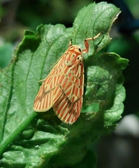 Barsine striata