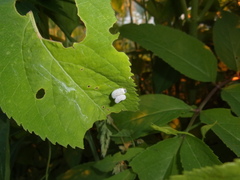 Macremphytus testaceus