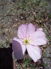 Oenothera speciosa