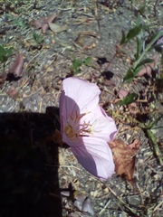 Oenothera speciosa