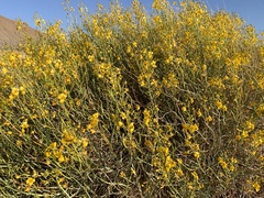 Senna armata
