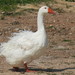 Domestic Greylag Goose - Photo (c) Marie Asscherick, some rights reserved (CC BY-NC), uploaded by Marie Asscherick