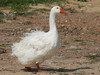 Domestic Greylag Goose - Photo (c) Marie Asscherick, some rights reserved (CC BY-NC), uploaded by Marie Asscherick