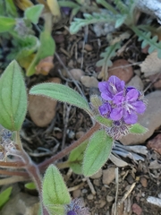 Phacelia humilis