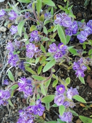 Phacelia humilis