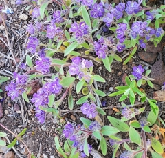 Phacelia humilis