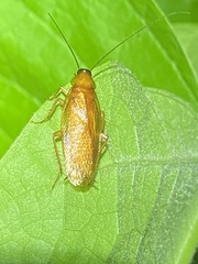 Parcoblatta virginica