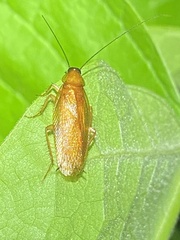 Parcoblatta virginica
