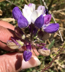 Lupinus variicolor