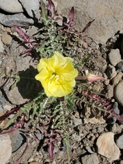 Oenothera flava