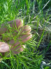 Cenolophium denudatum