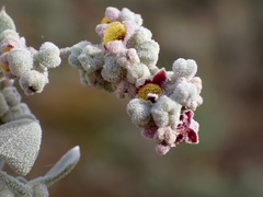 Chenopodium curvispicatum
