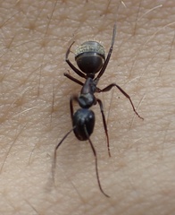 Image of Camponotus chromaiodes