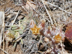 Dudleya abramsii affinis