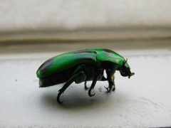 Heterorrhina sexmaculata