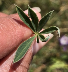 Lupinus variicolor