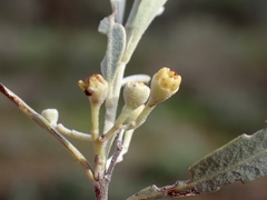 Alectryon oleifolius canescens