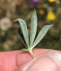 Lupinus variicolor